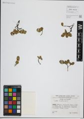 Foto von Salix herbacea L.